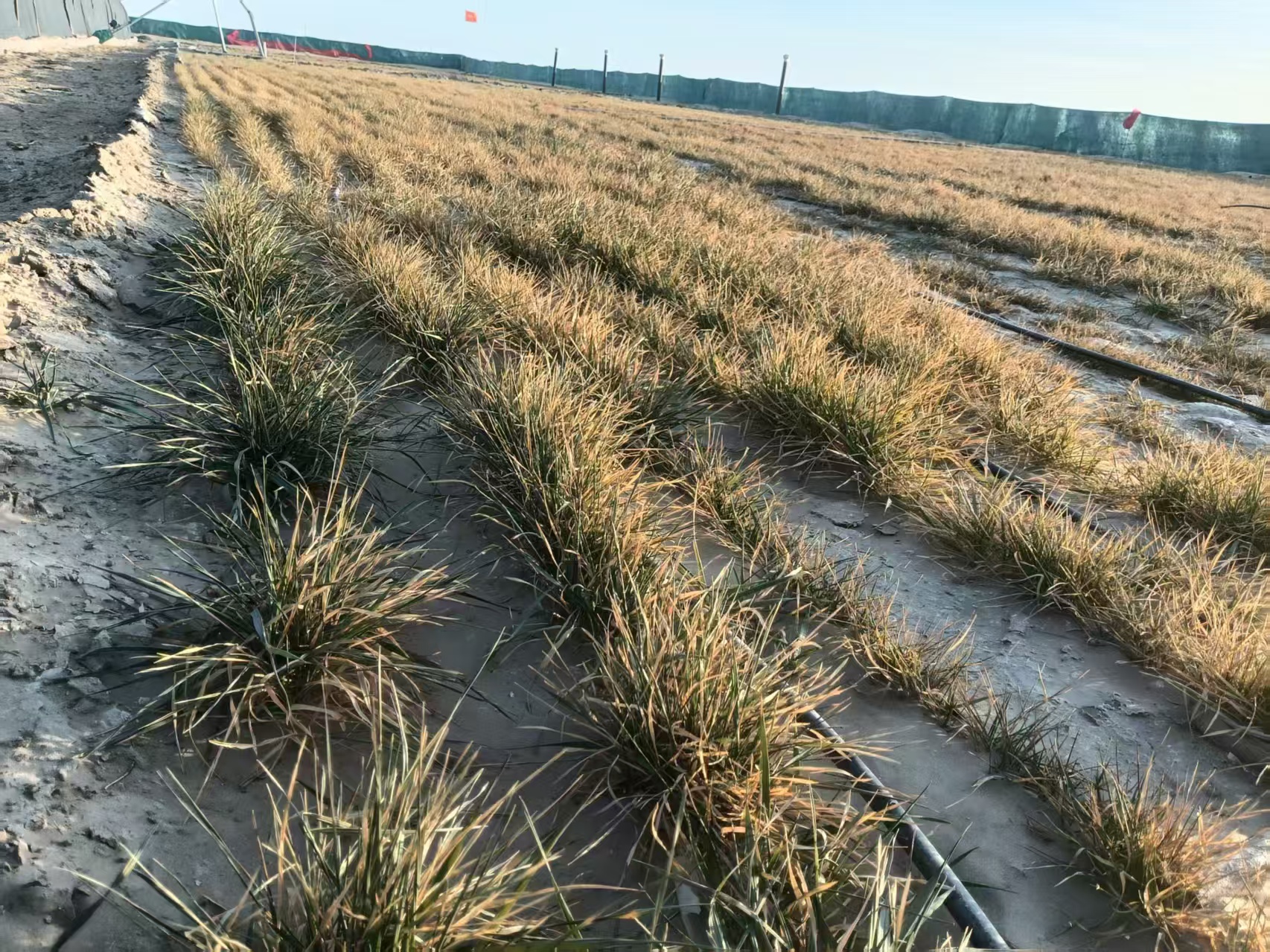 Validation de la technologie de lutte contre le désert du bouclier de Zhengsai: les cultures survivent plus de cinq mois sur des terres fortement salines et alcalines dans le sud du Xinjiang